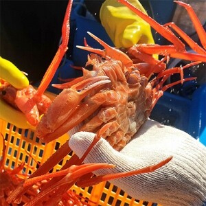 국내산 왕 설탕홍게 3kg (6~8마리)