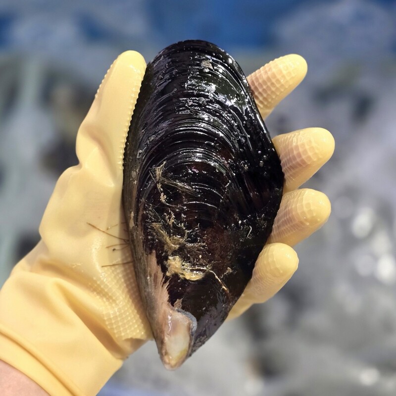 명품대게킹크랩,동해안 자연산 섭 1kg