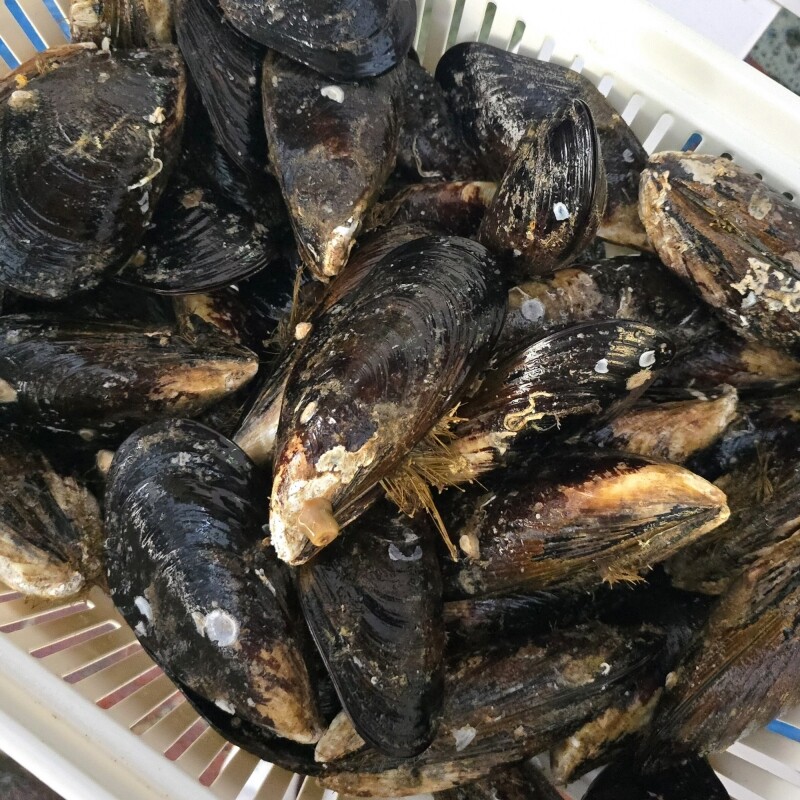 명품대게킹크랩,동해안 자연산 섭 1kg