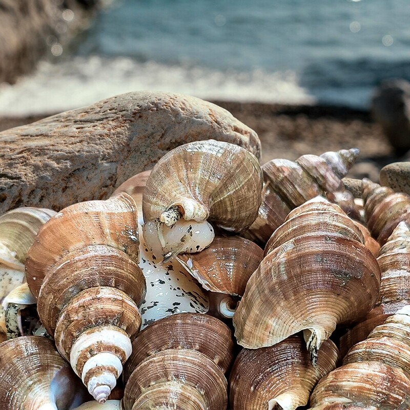 명품대게킹크랩,동해안 자연산 고추골뱅이 1kg(20~25미)