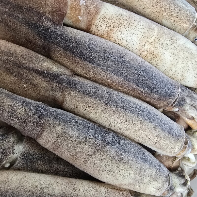 명품대게킹크랩,동해안 자연산 급냉 오징어(20~24미)