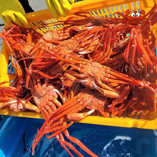 명품대게킹크랩, 대게, 킹크랩, 러시아대게, 백골뱅이, 흑골뱅이, 선어대게, 가리비, 선물세트,